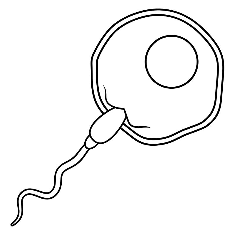 fertilization egg insemination egg sperm sperm