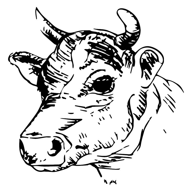 cow_1