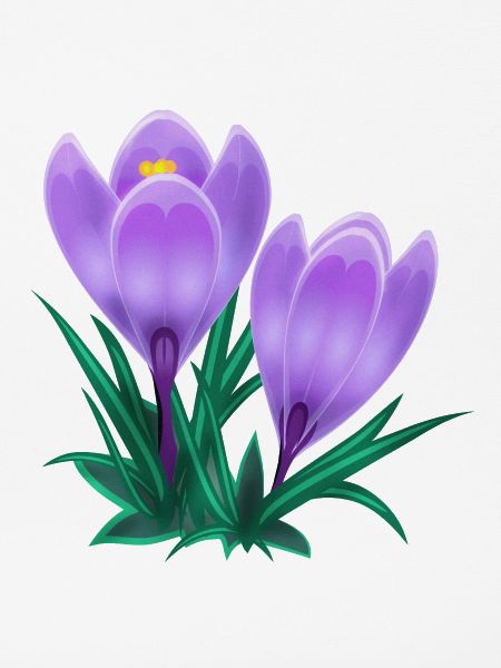crocus