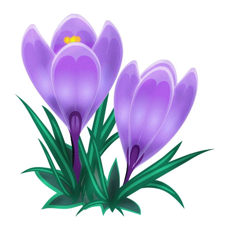 crocus