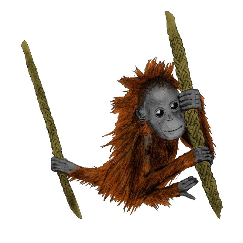 Orang Utan
