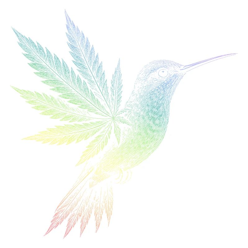 Kolibri