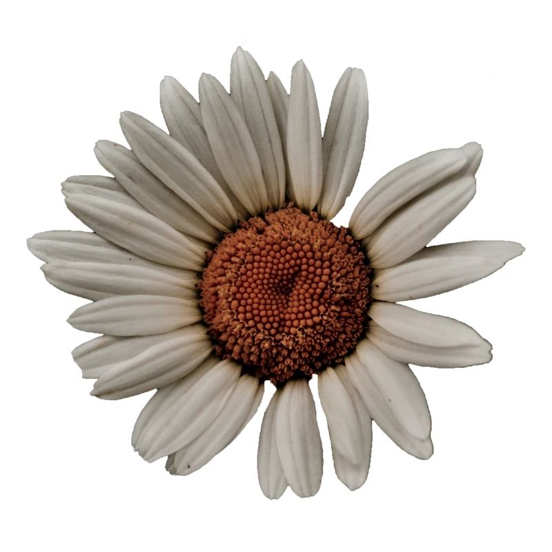 Margerite