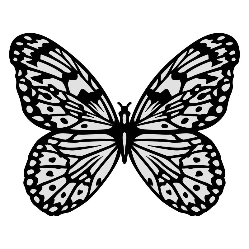 butterfly