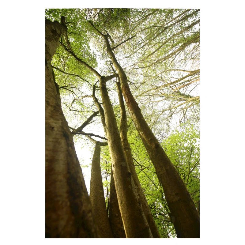 Spring trees from a low angle