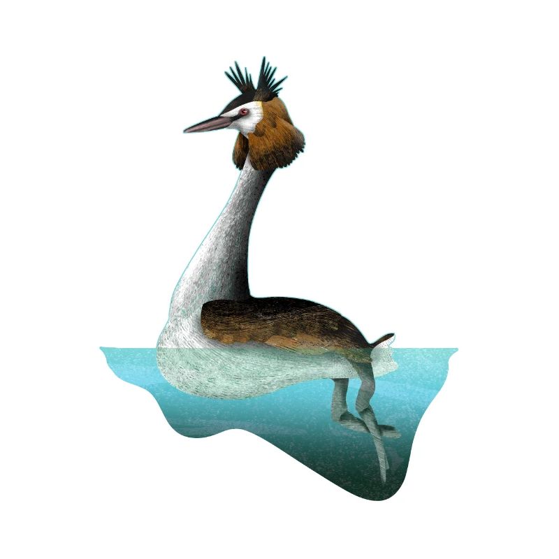 Crested Grebe