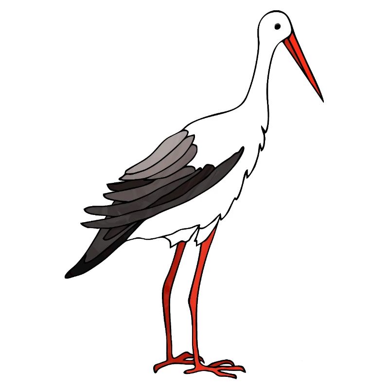 Stork bird