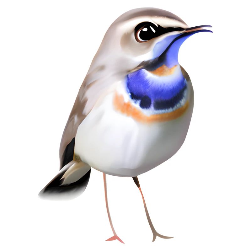 Blaukehlchen Vogel