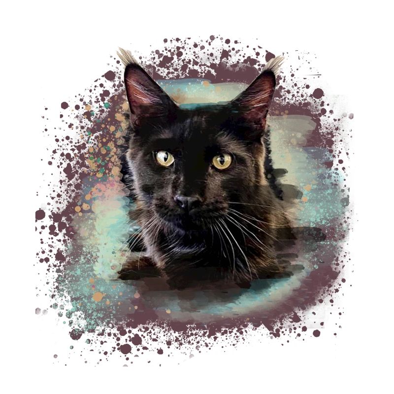 maincoon,katze,graffiti,malerei, Maine-Coon-Katze,