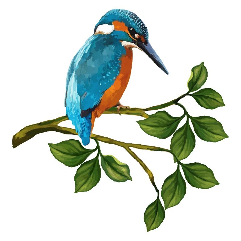 Vogel des Eisvogels