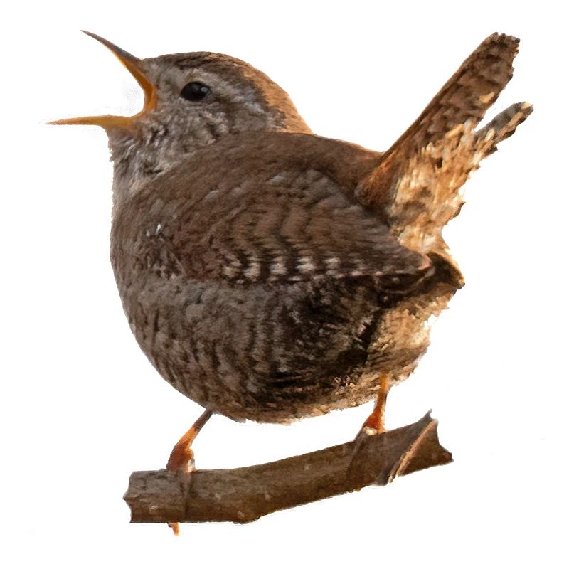 Zaunkönig