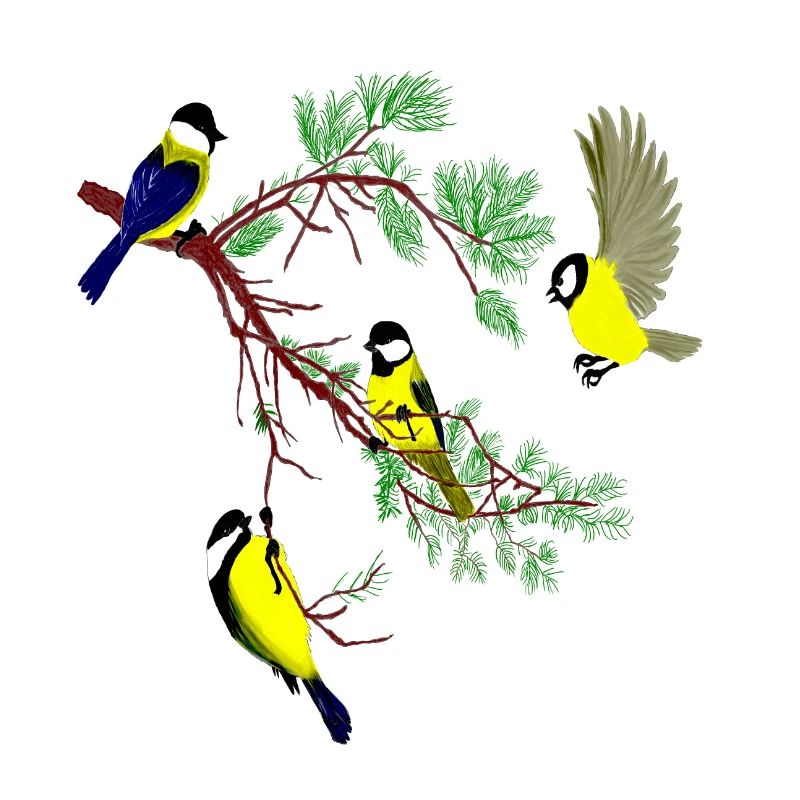 Vögel23