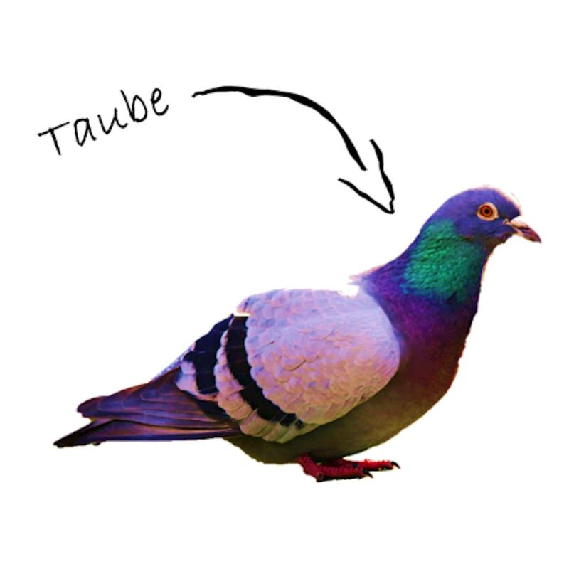 Taube