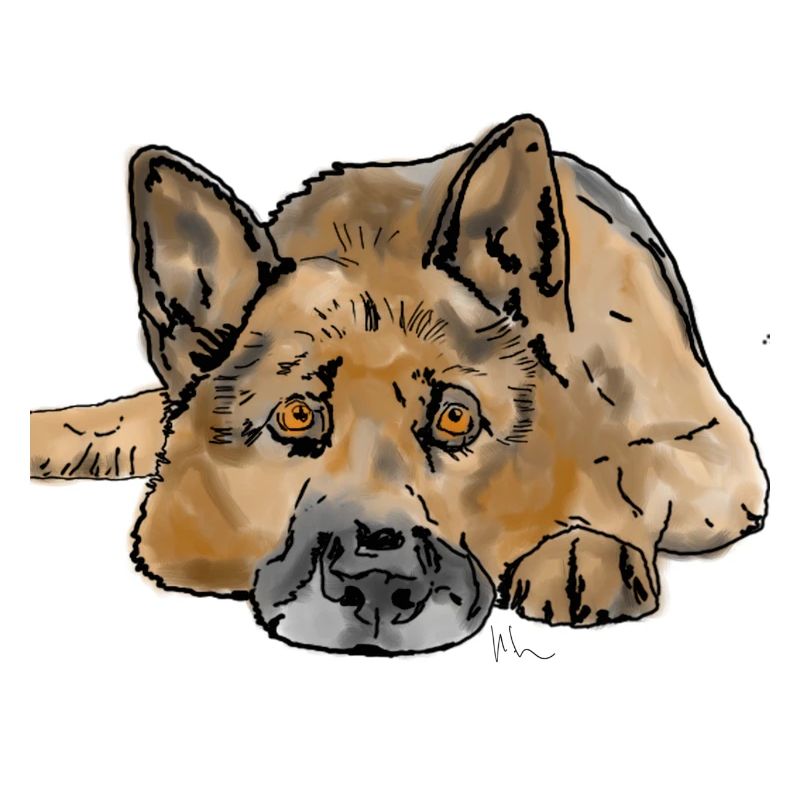 Deutscher Schäferhund