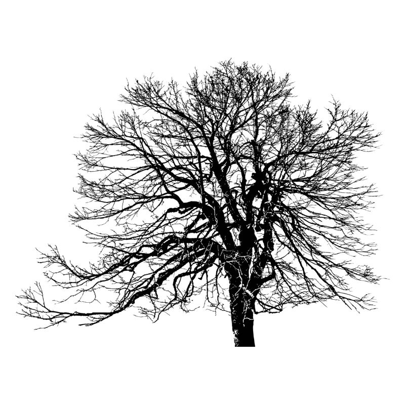 Baum - Die Natur