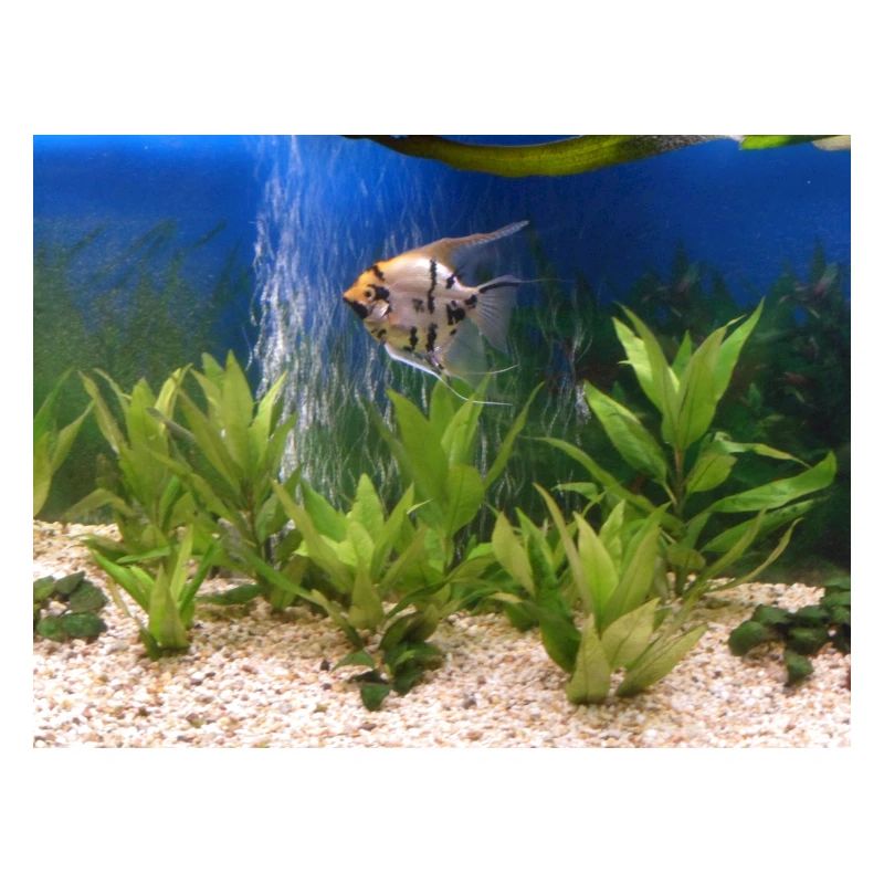 Fisch