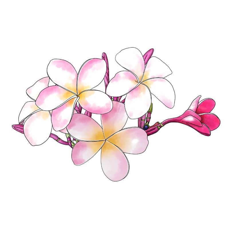Frangipani-Blüten handgezeichnet