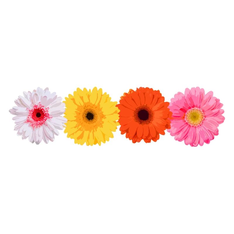 Gerbera