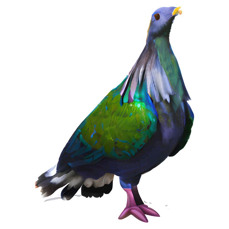 Kragentaube Illustration