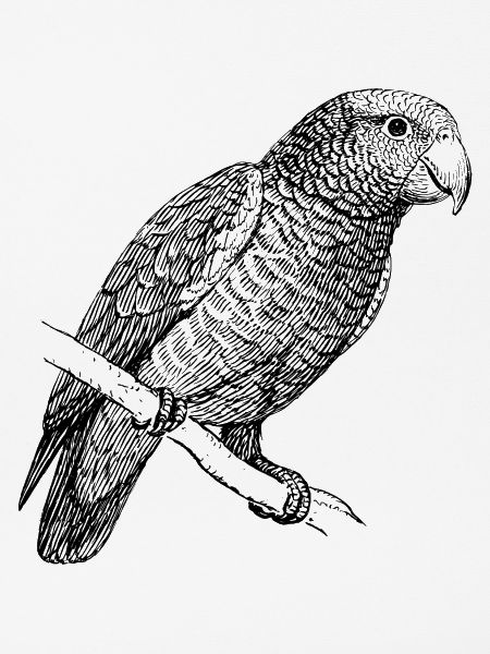 parrot40