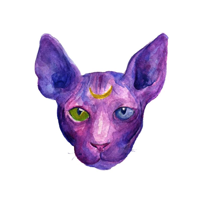 Sphynx Katze
