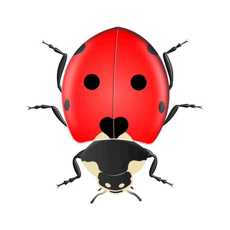 ladybug