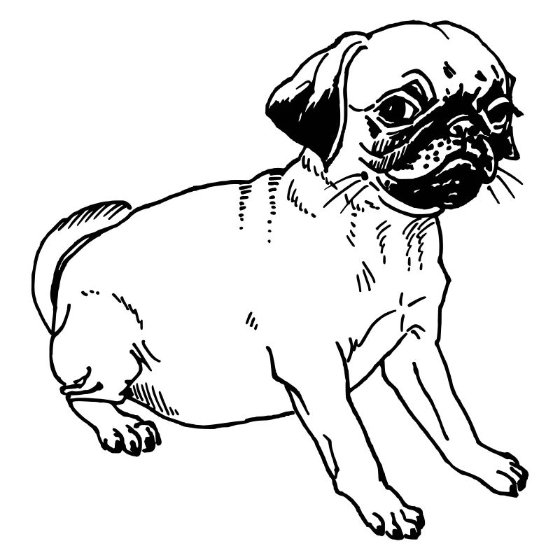 Mops guckt
