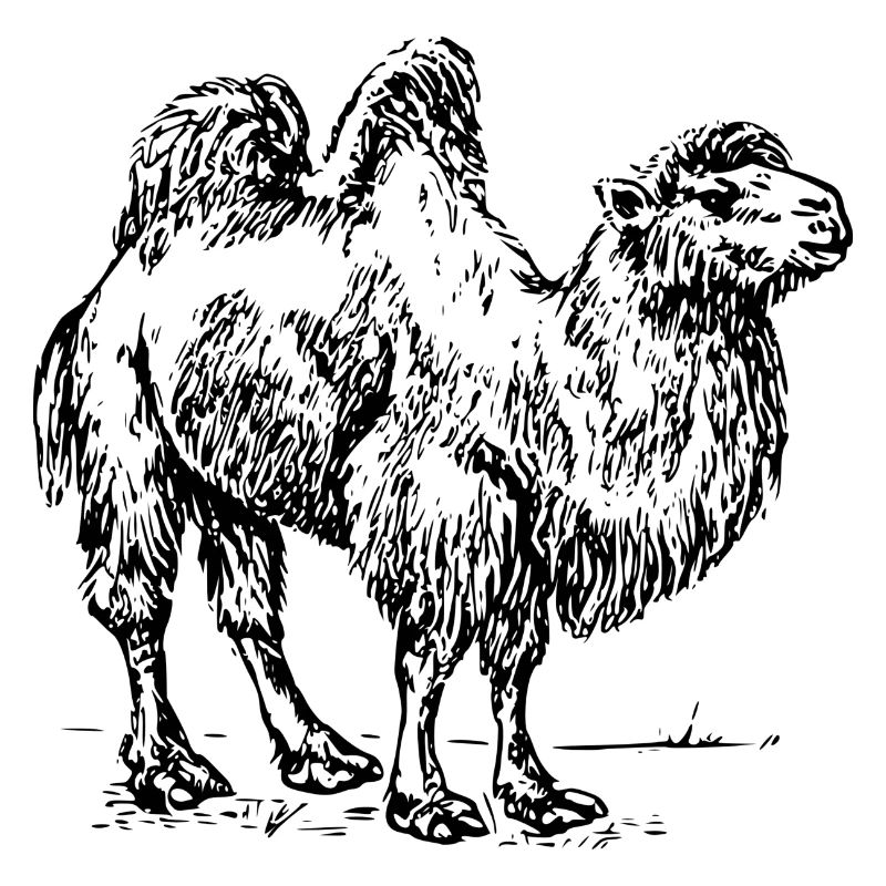 camel