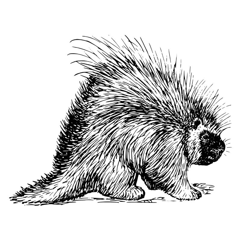 Stachelschwein