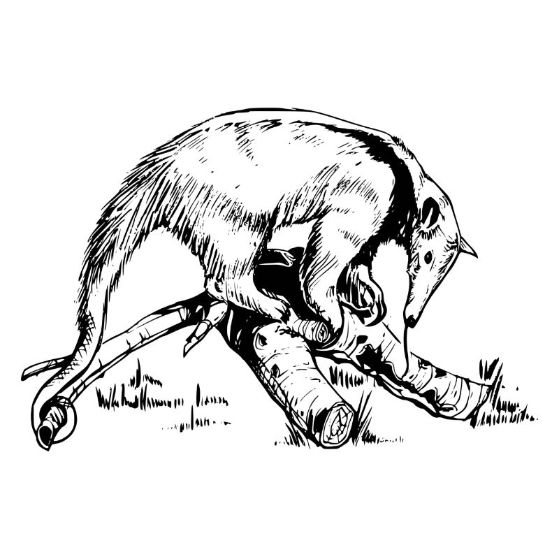 ant-eater