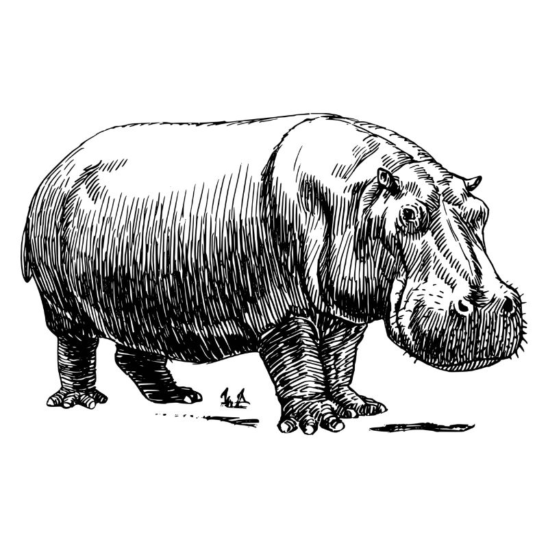 Nilpferd