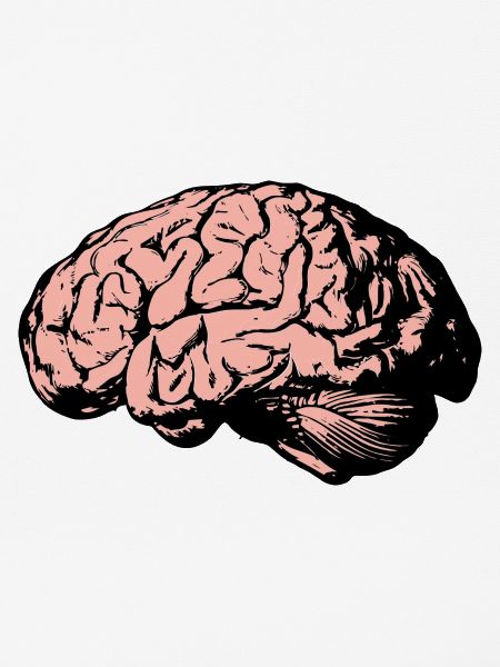 Gehirn,Anatomie,zeichnung,medizin