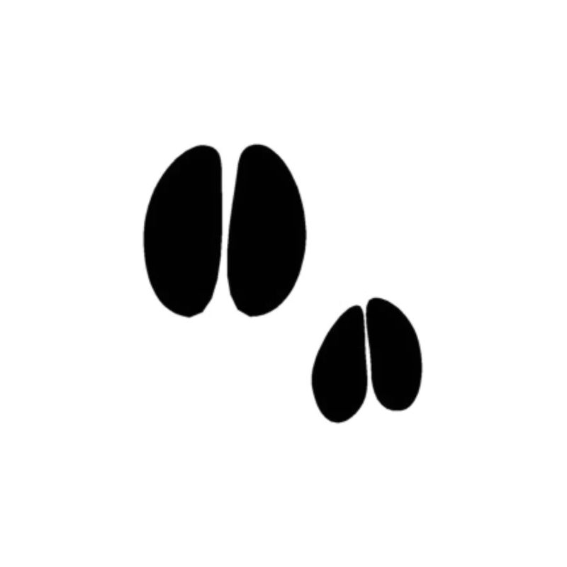 Tierspuren