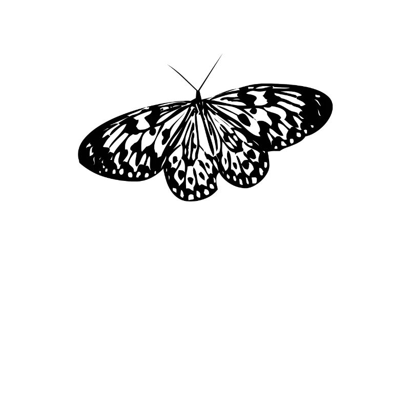 Schmetterling Insekt Schmetterlinge