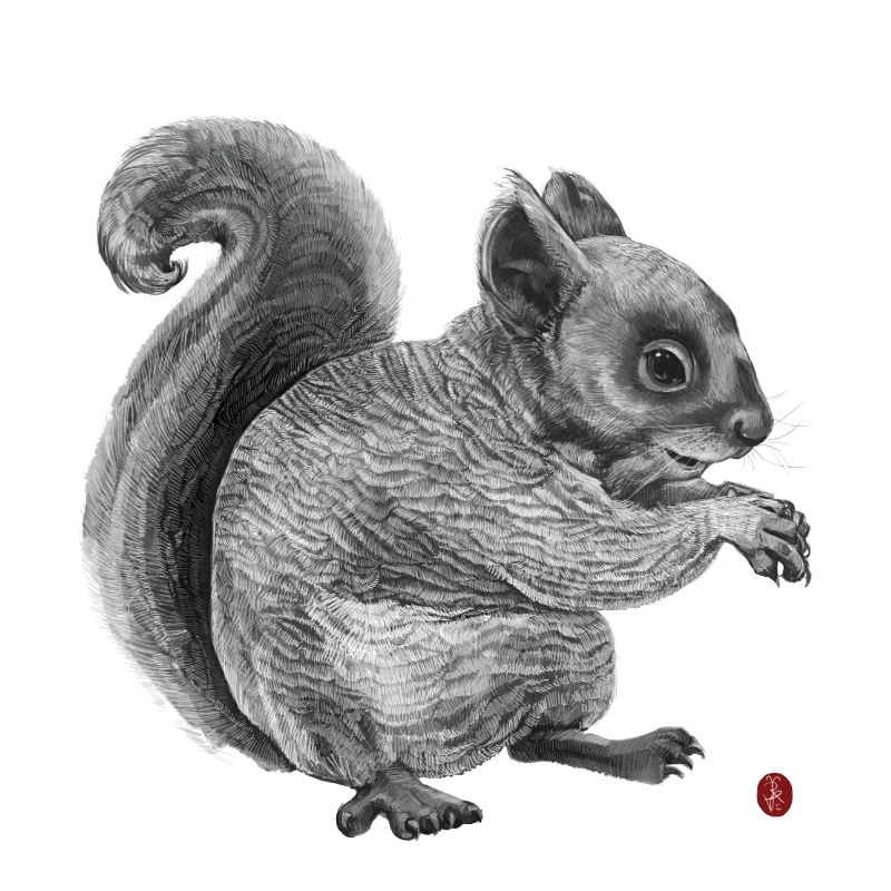 Eichhörnchen