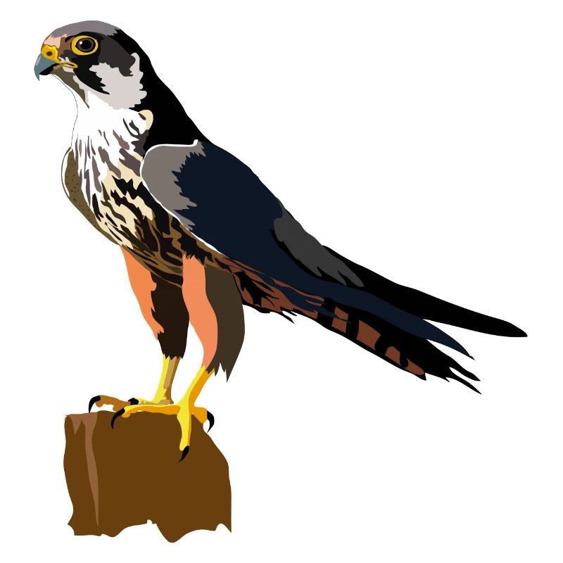 Baumfalke