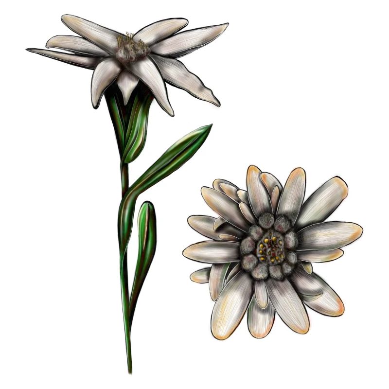 Edelweiss Blume