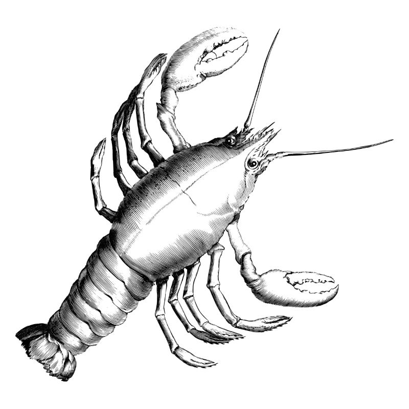 Lobster