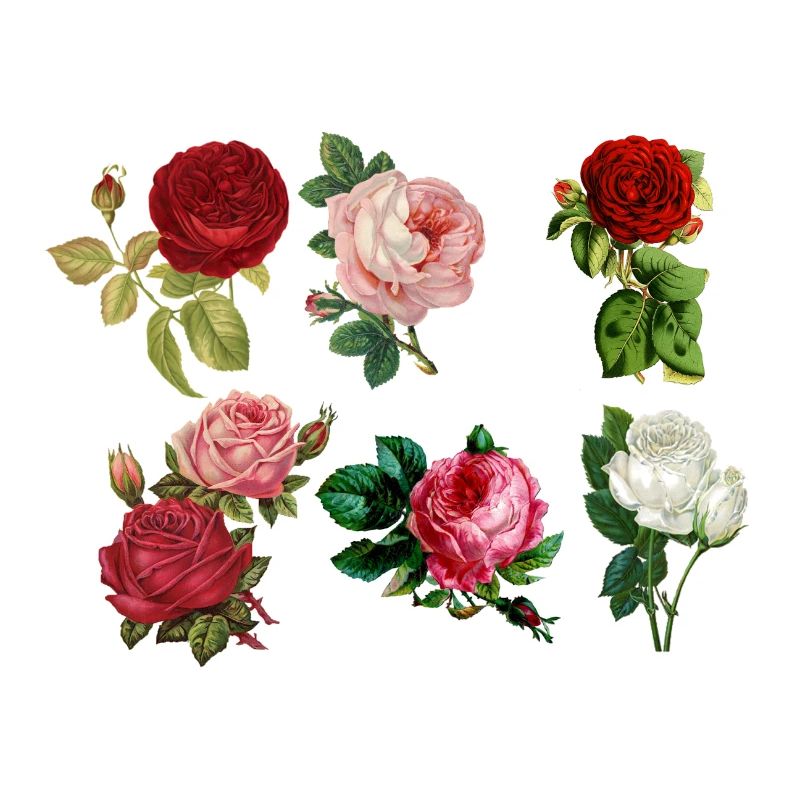 Rosen gemalt