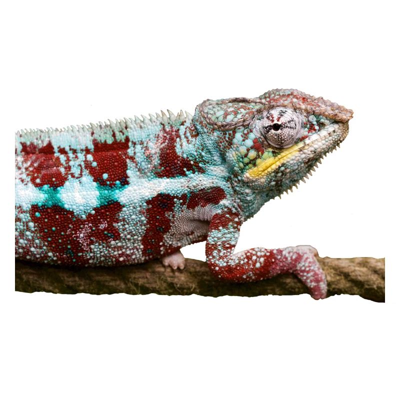 Chamäleon