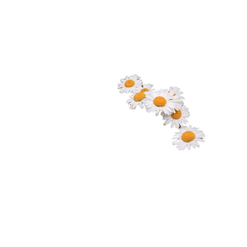 Blumenkranz aus Margeriten