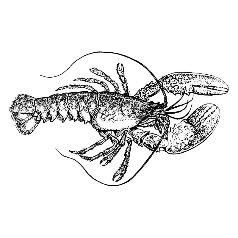 lobster19