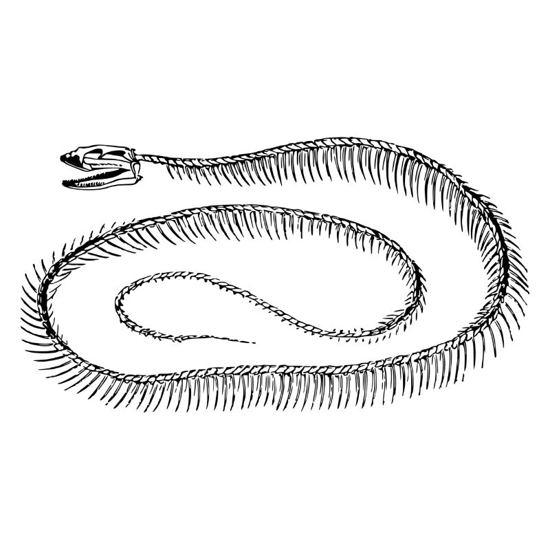 Snake skeleton