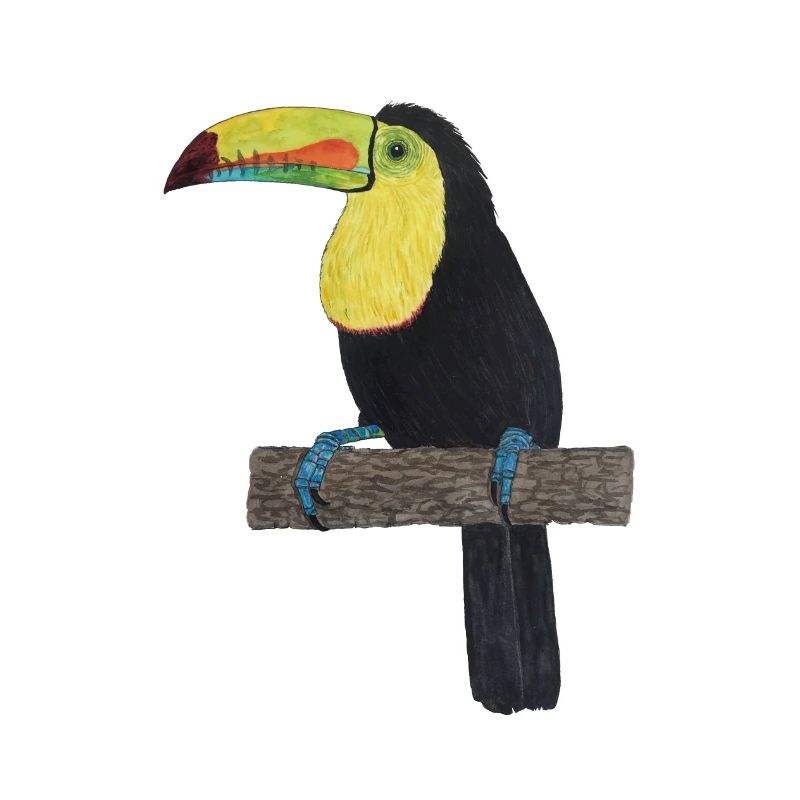 Tukan Urwald Regenwald