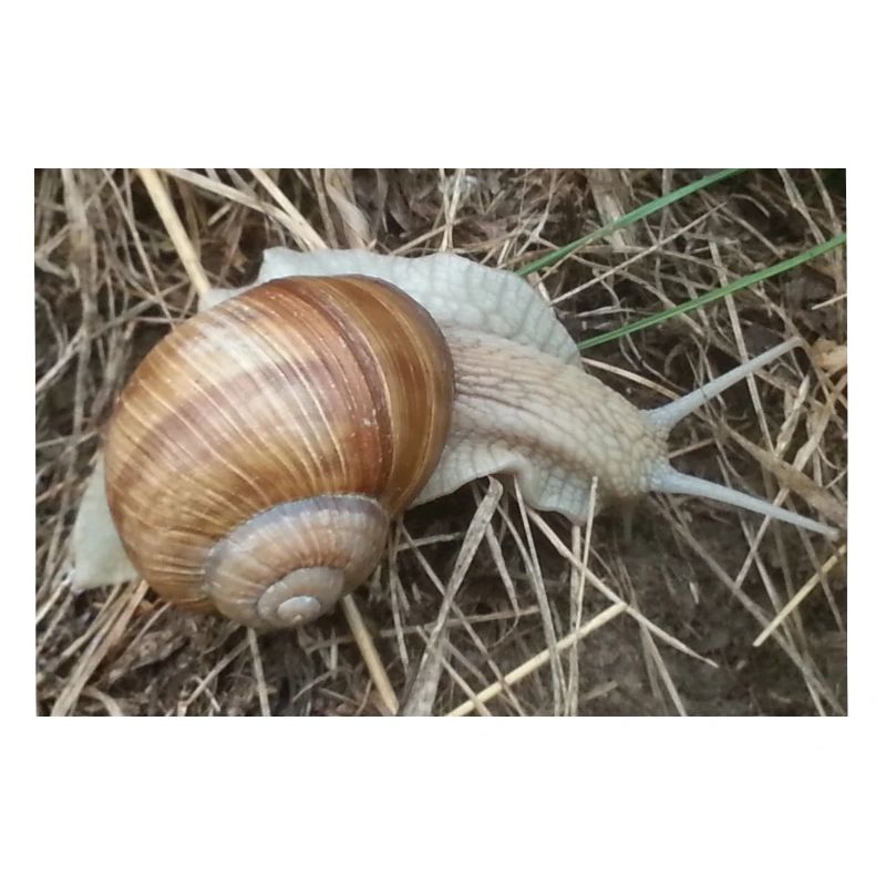 Weinbergschnecke
