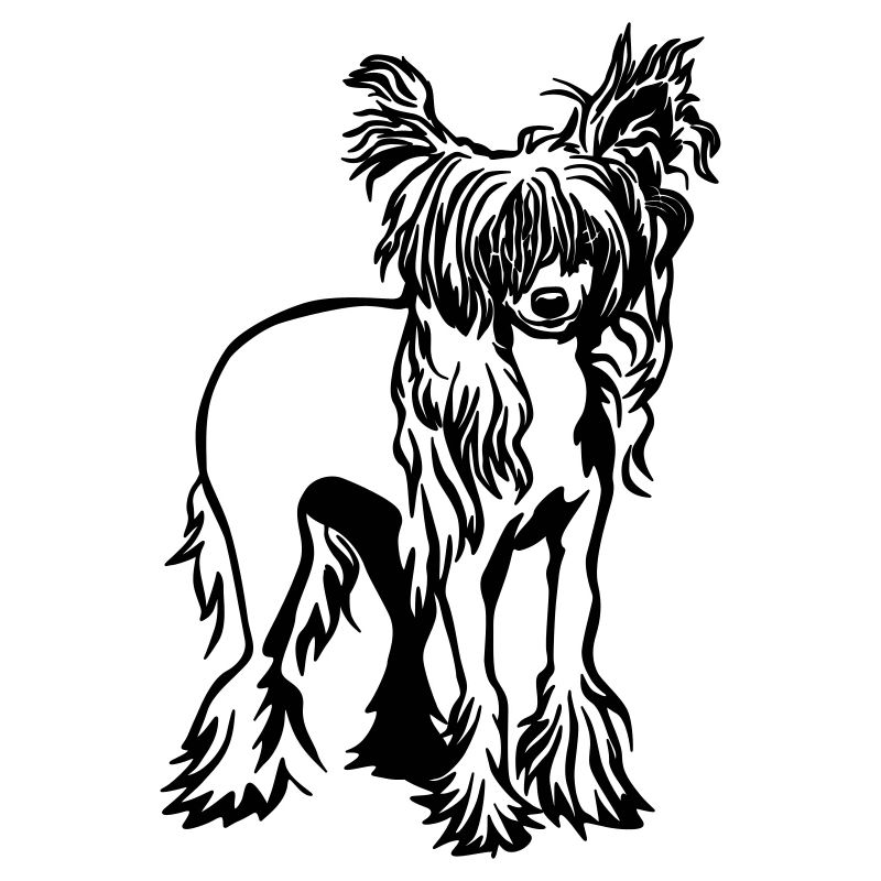 Chinesischer Schopfhund