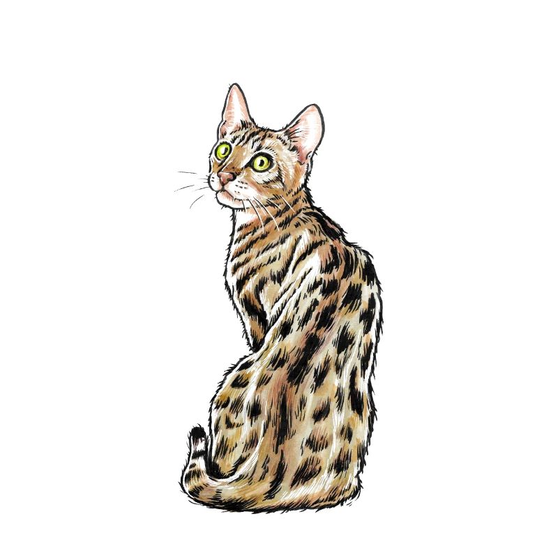 Bengal Cat