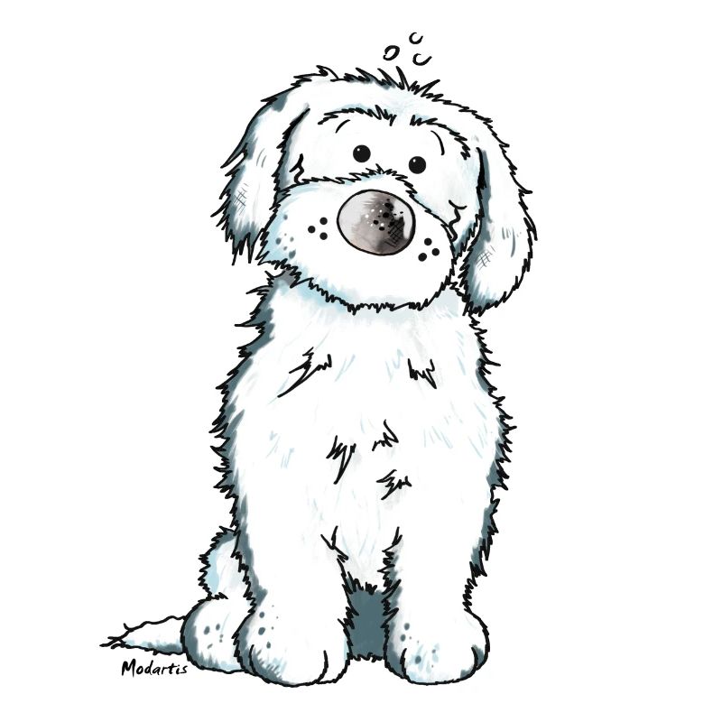 Pfiffiger Malteser - Hund