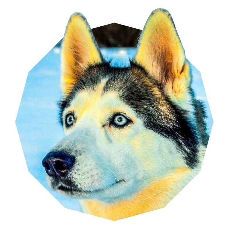 Husky