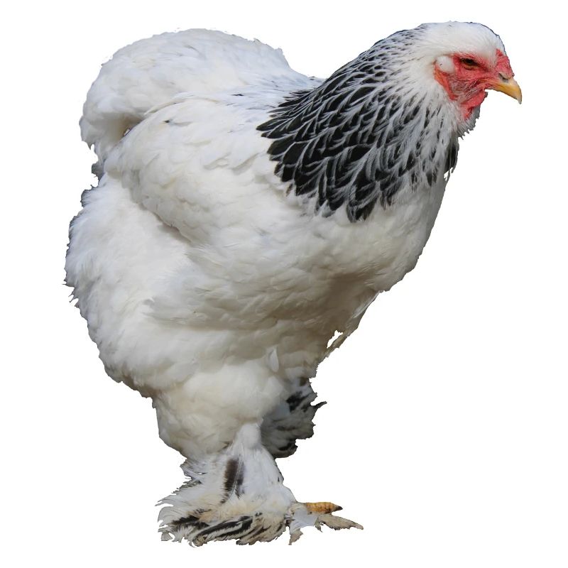 Brahma